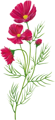 flower, herbaceous Plant