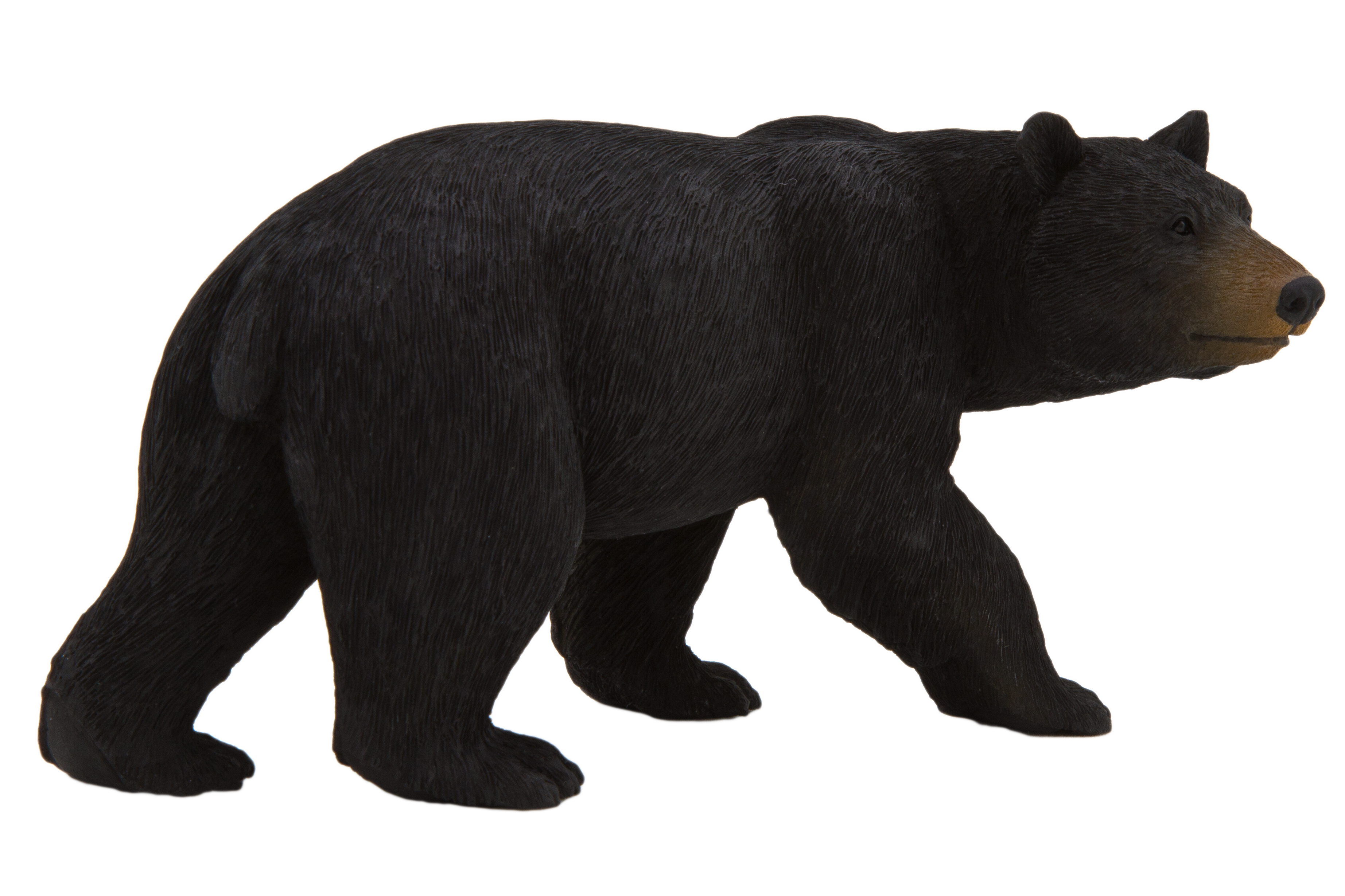 Bear PNG – Transparent Wildlife Image