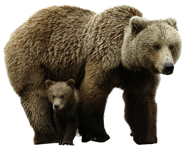 Bear PNG – Transparent Wildlife Image 7