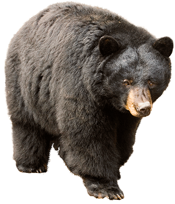 Bear PNG – Transparent Wildlife Image 8