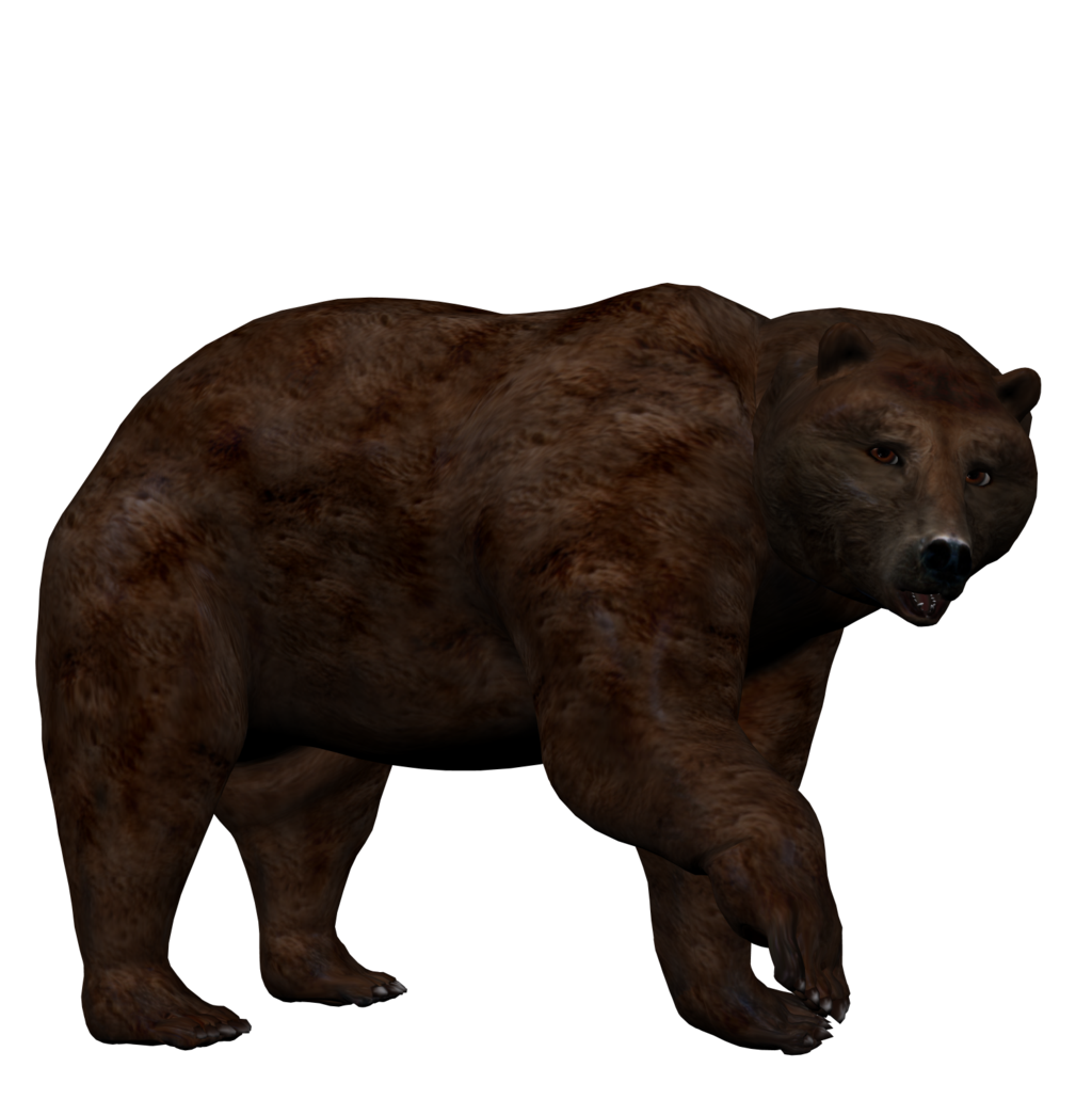 Bear PNG – Transparent Wildlife Image 9