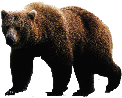 Bear PNG – Transparent Wildlife Image 11
