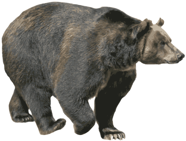 Bear PNG – Transparent Wildlife Image 12