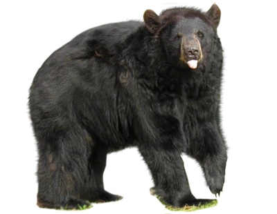 Bear PNG – Transparent Wildlife Image