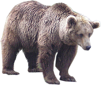 Bear PNG – Transparent Wildlife Image 16