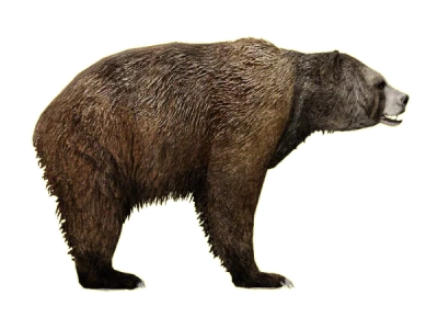 Bear Clipart PNG – Forest Animal Graphic