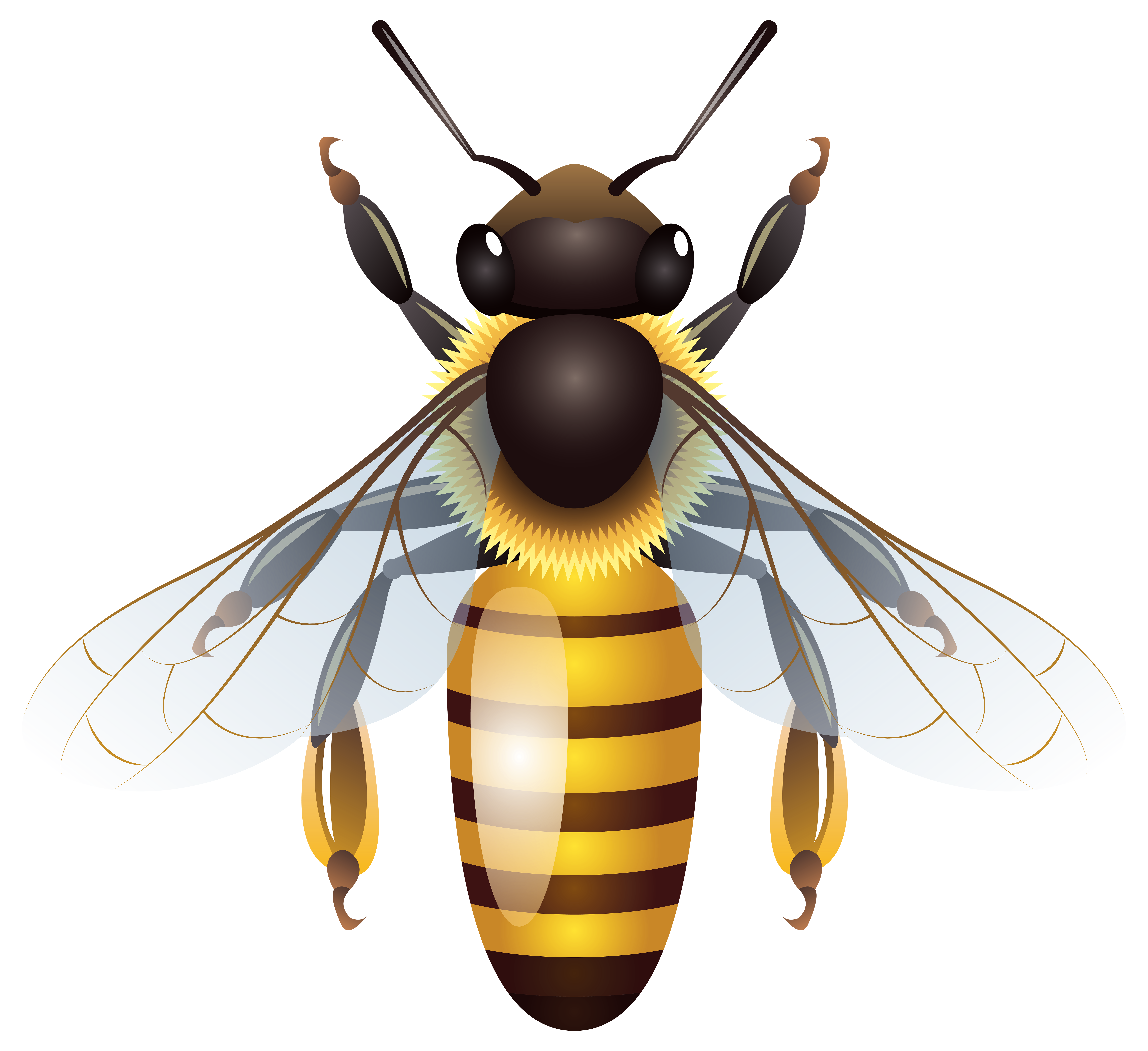 Bee PNG – Transparent Insect Illustration 10