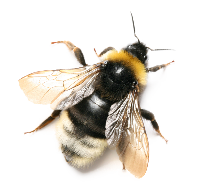 Bee PNG – Transparent Insect Illustration 11