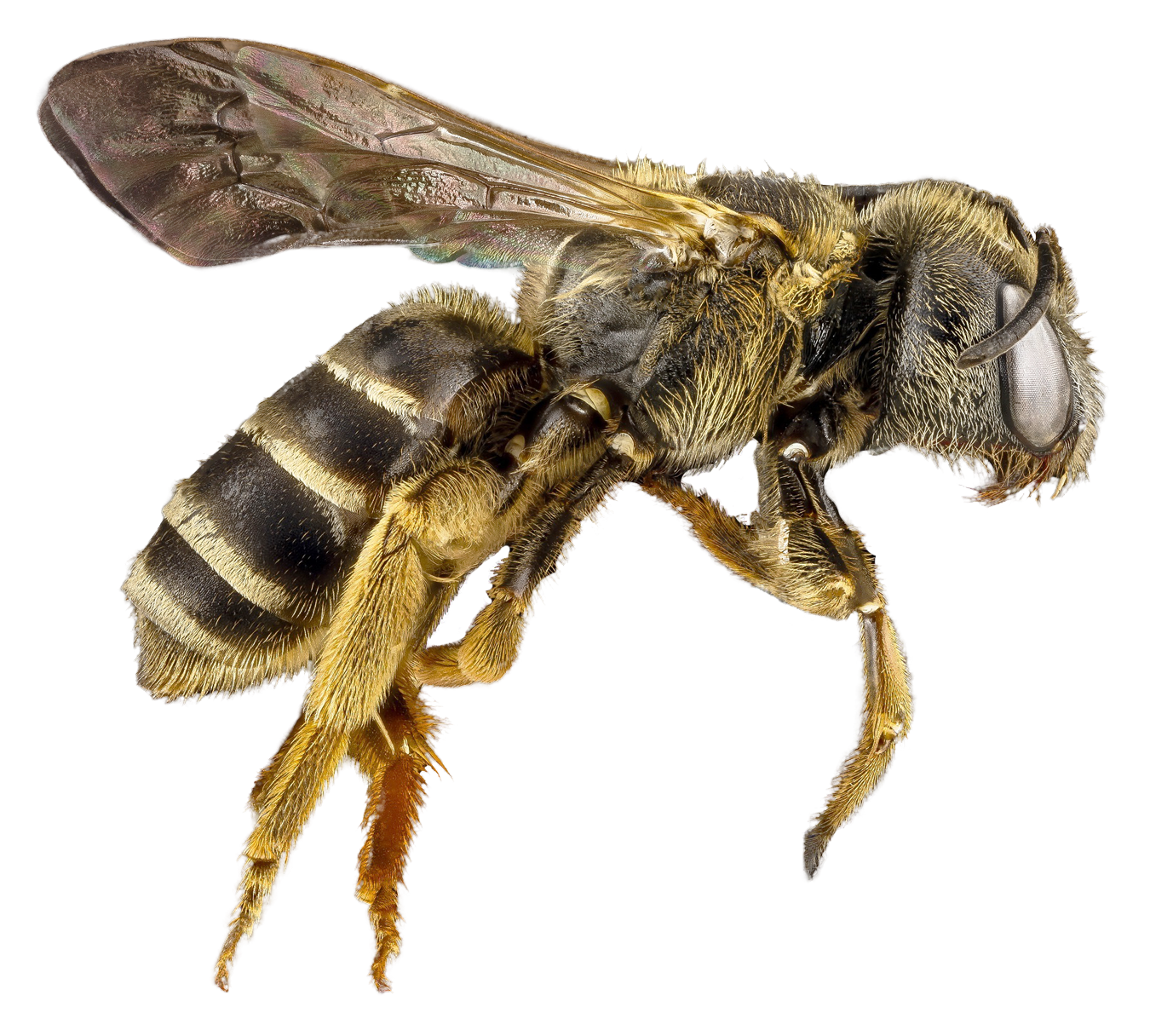 Bee PNG – Transparent Insect Illustration 13