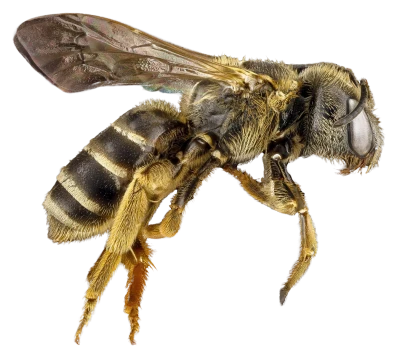 Bee PNG – Transparent Insect Illustration