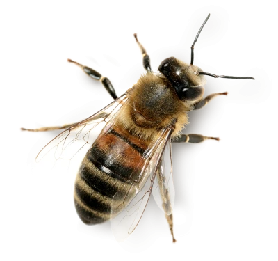Bee PNG – Transparent Insect Illustration