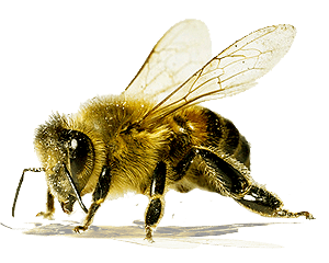 Honeybee Clipart PNG – Nature and Pollination Graphic 5