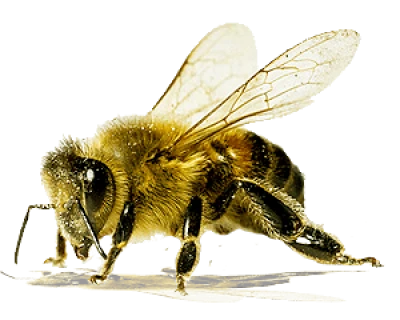 Honeybee Clipart PNG – Nature and Pollination Graphic