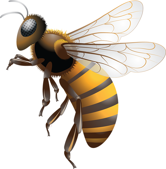 Honeybee Clipart PNG – Nature and Pollination Graphic 8