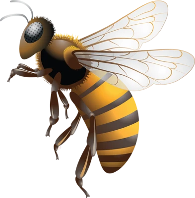 Honeybee Clipart PNG – Nature and Pollination Graphic