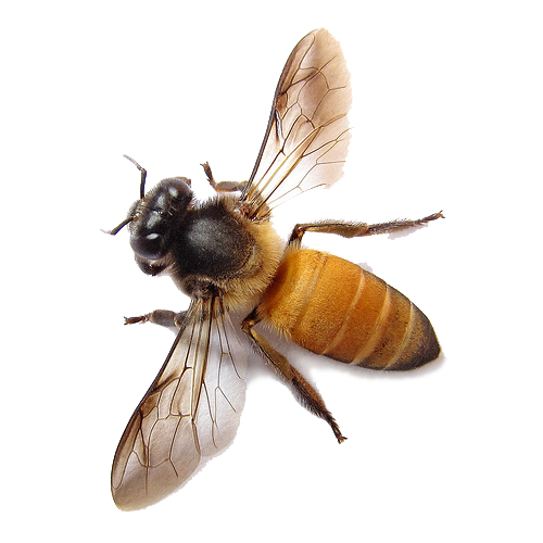 Honeybee Clipart PNG – Nature and Pollination Graphic 10