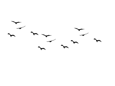 Flying Birds Transparent Image