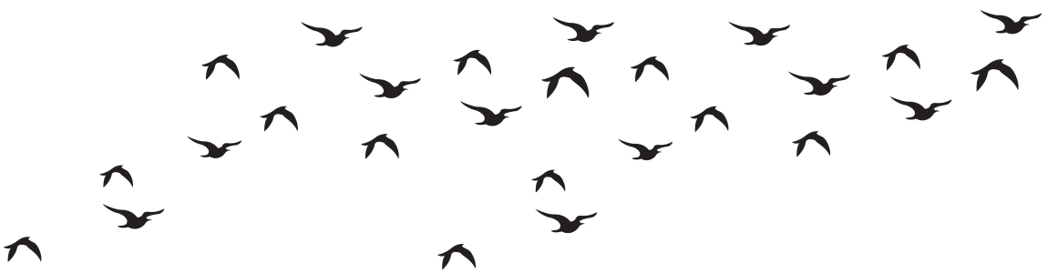 Flying Birds Transparent Image