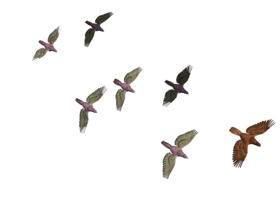 Flying Birds Transparent Image