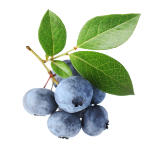 Blueberries PNG Transparent