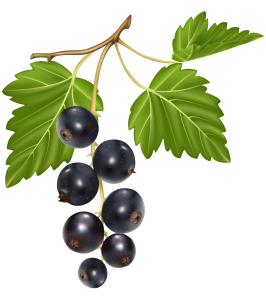 Blueberries PNG Transparent