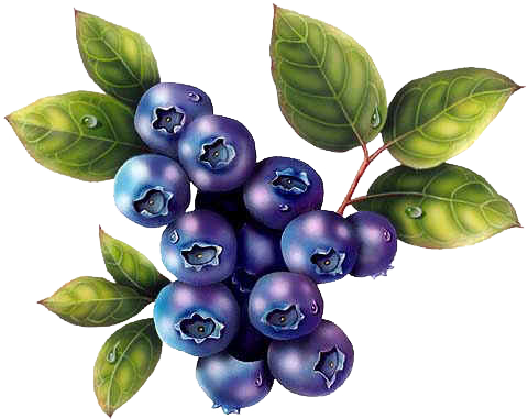 Blueberries PNG Transparent