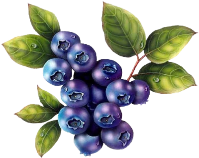 Blueberries PNG Transparent