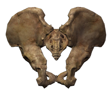 Human Bone Illustration PNG Download 4