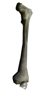 Human Bone Illustration PNG Download 11