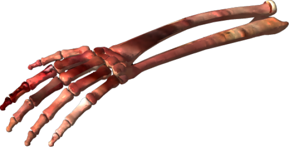 Human Bone Illustration PNG Download 16