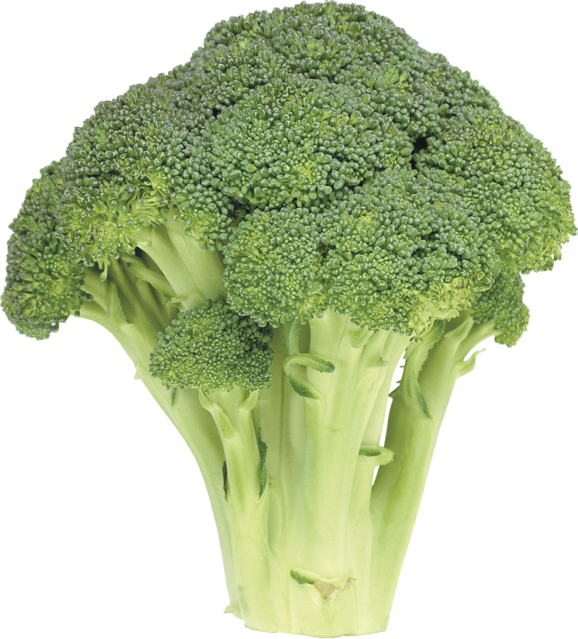 Fresh Broccoli Vegetable PNG Download