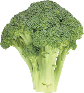 Fresh Broccoli Vegetable PNG Download