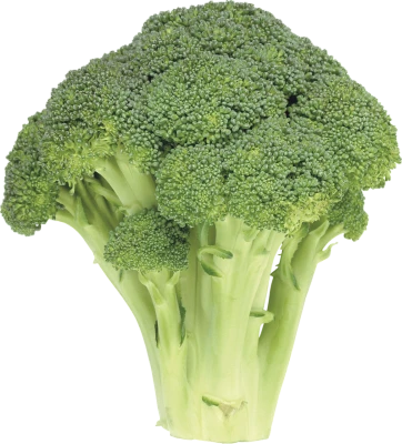 Fresh Broccoli Vegetable PNG Download