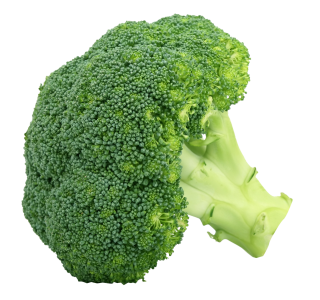 Fresh Broccoli Vegetable PNG Download