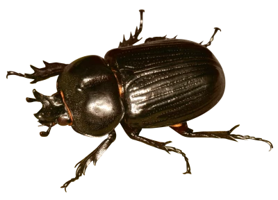 Bug PNG Transparent Image