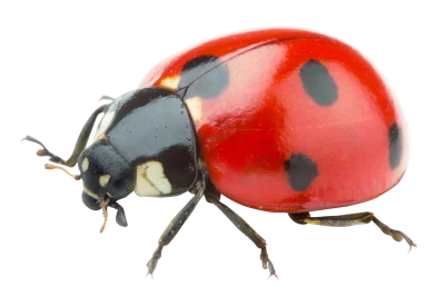 Bug PNG Transparent Image