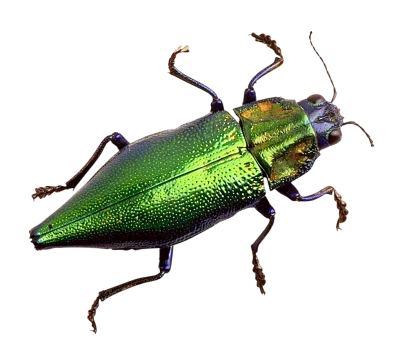 Bug PNG Transparent Image