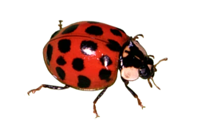 Insect/Bug Illustration PNG Download