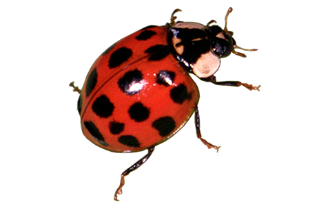 Insect/Bug Illustration PNG Download