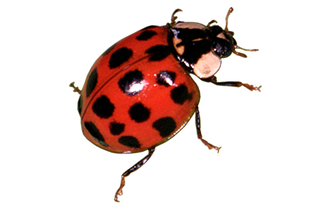 Insect/Bug Illustration PNG Download 2