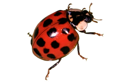 Insect/Bug Illustration PNG Download