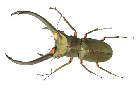 Insect/Bug Illustration PNG Download 3