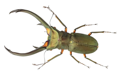 Insect/Bug Illustration PNG Download