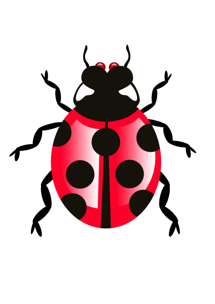 Insect/Bug Illustration PNG Download 5