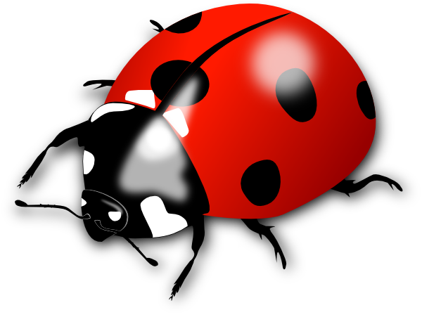 Insect/Bug Illustration PNG Download 6