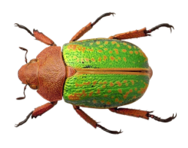 Insect/Bug Illustration PNG Download 8