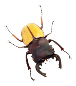 Insect/Bug Illustration PNG Download 10