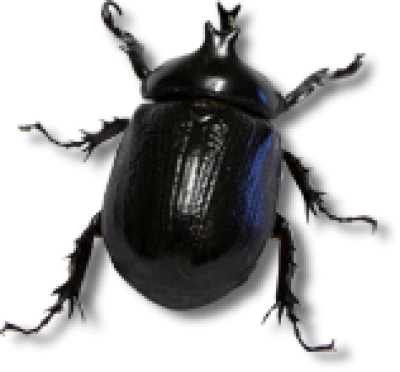 Insect/Bug Illustration PNG Download