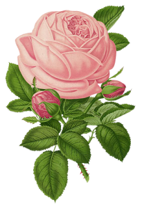 Bunga Clipart PNG Transparent Image 2