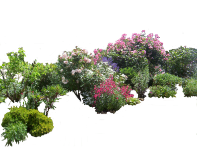 Bunga Clipart PNG Transparent Image 15